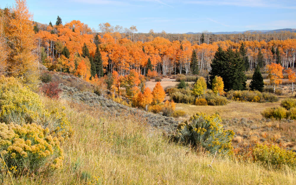 Fall in Yellowstone National Park Parkcation
