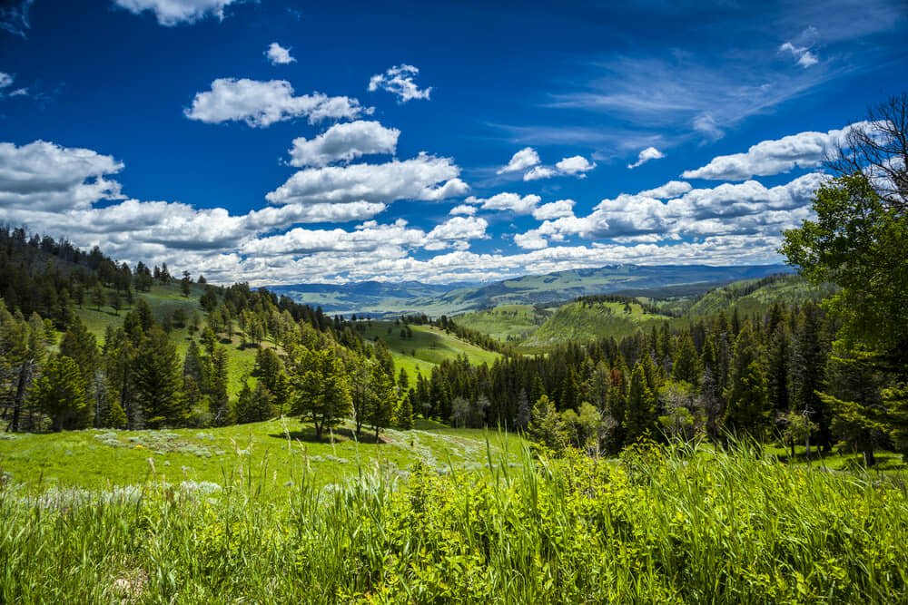 Summer in Yellowstone National Park Parkcation