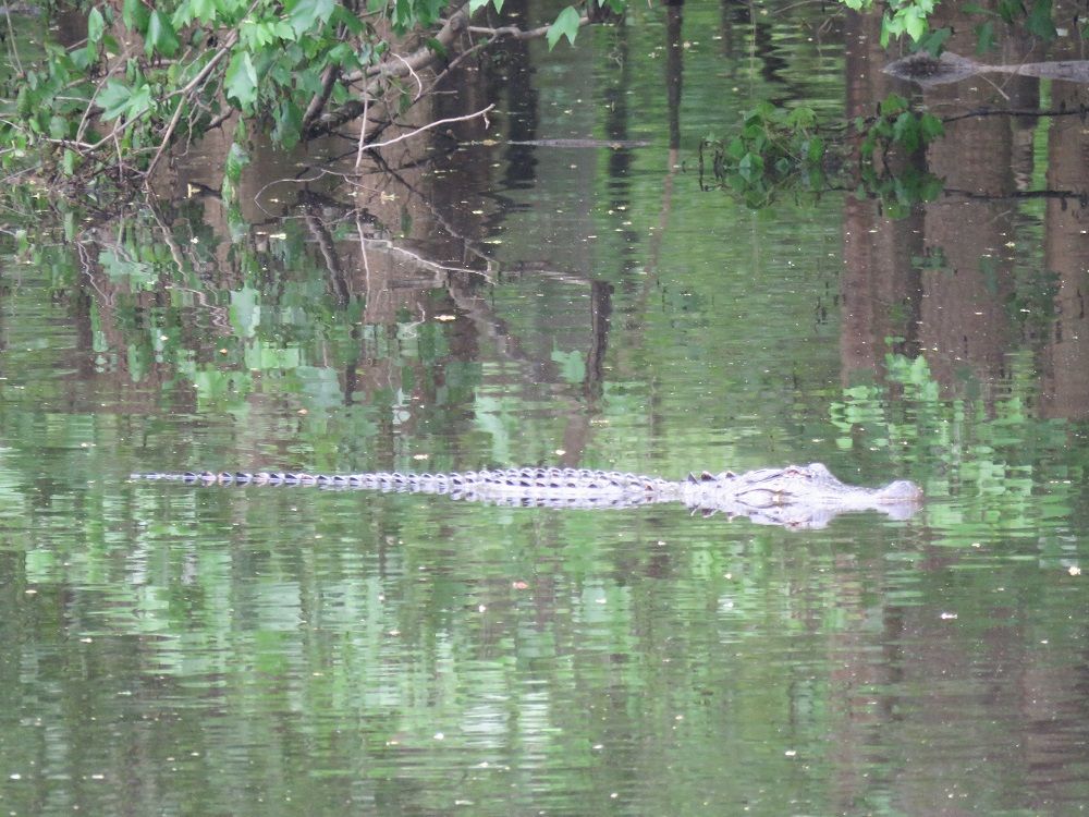 Tyler state at there alligators park? are 