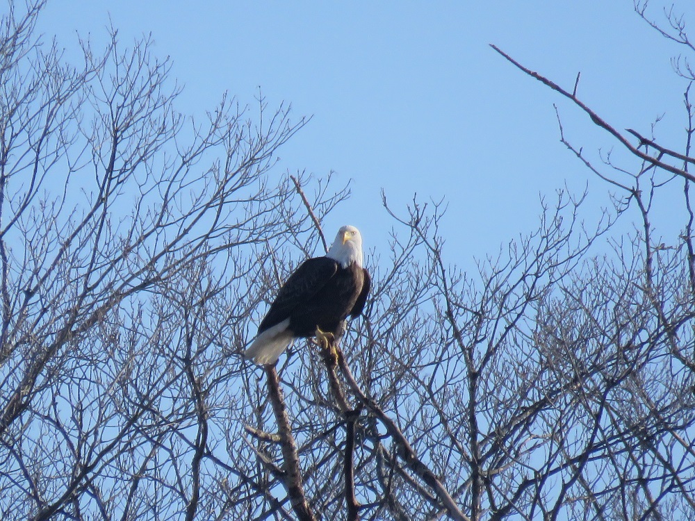 Bald Eagles at the Dafter Dump in Michigan - December 2019