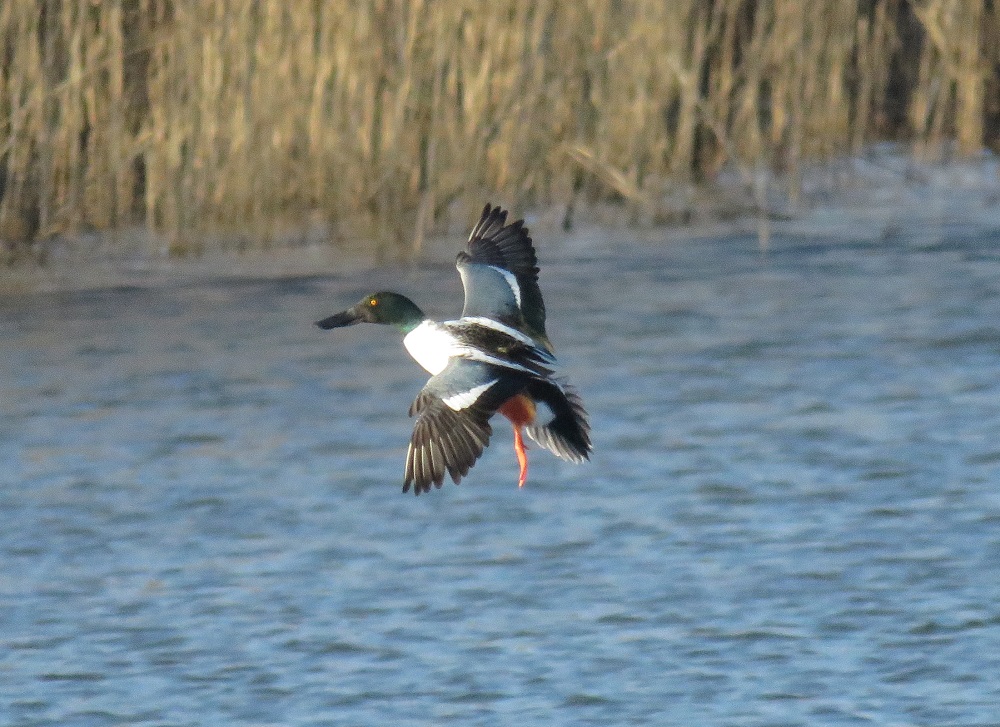 More Waterfowl and other Birds at John Heinz NWR