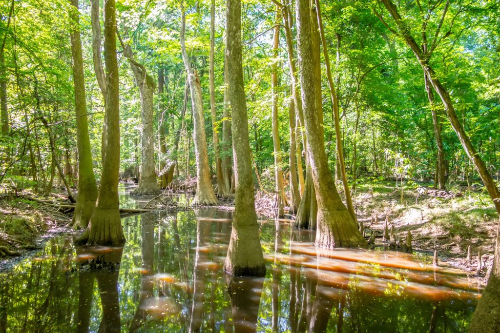 Congaree National Park