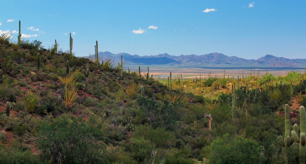 Saguaro National Park