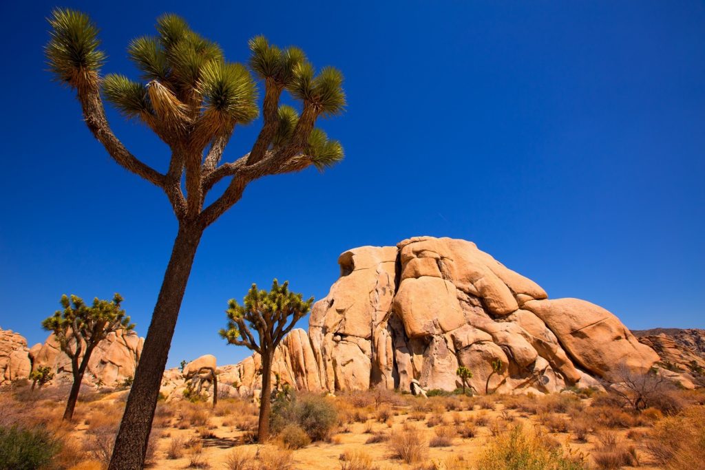 Joshua Tree National Park