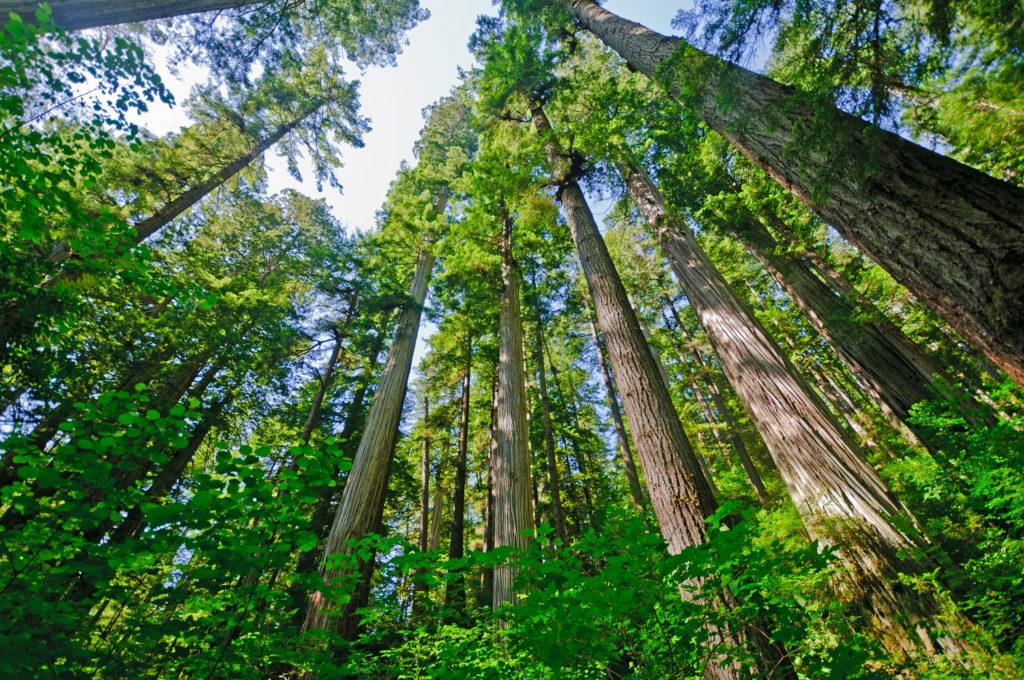 Redwood National Park