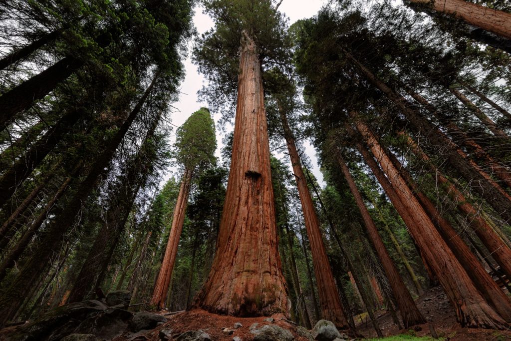 Sequoia National Park