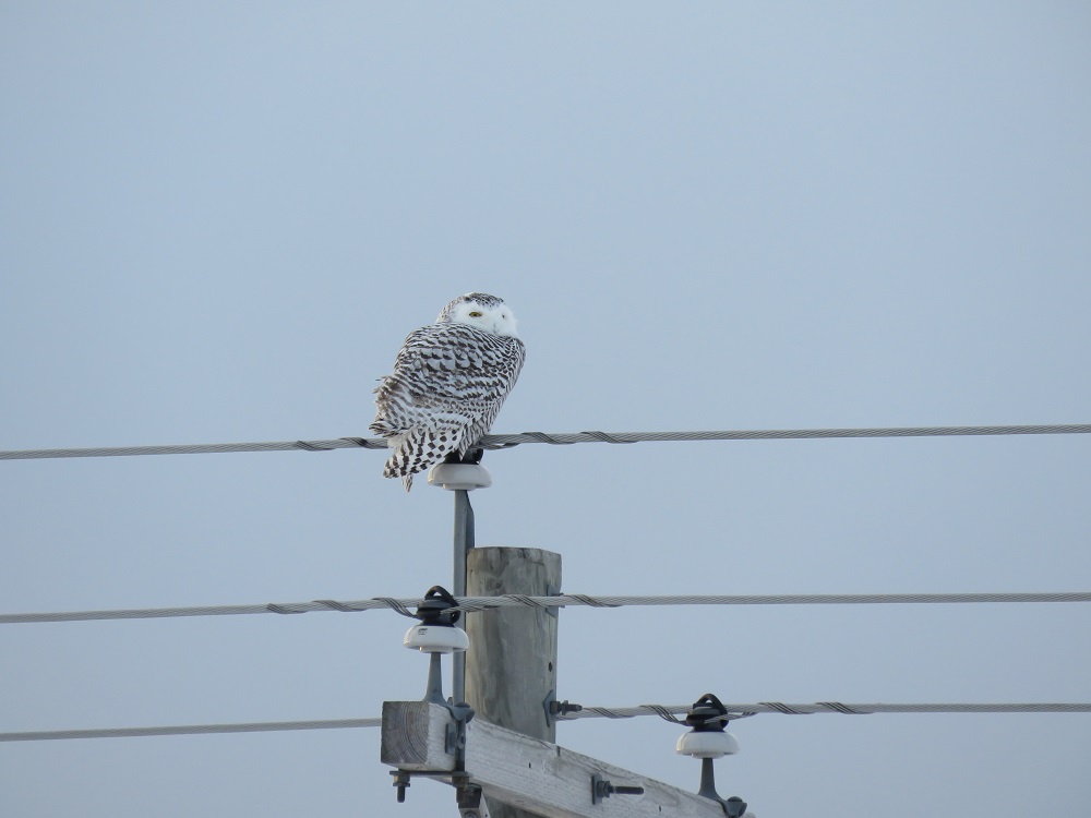 rudyardsnowyowl