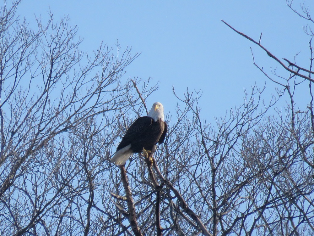 baldeagletree
