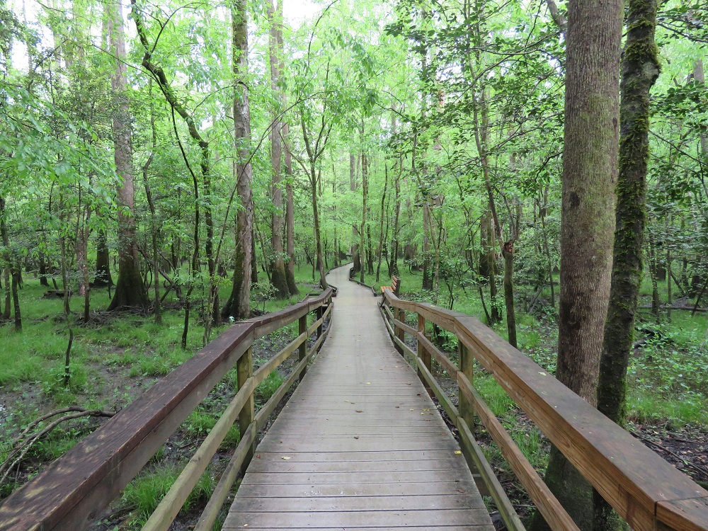 congareeboardwalk