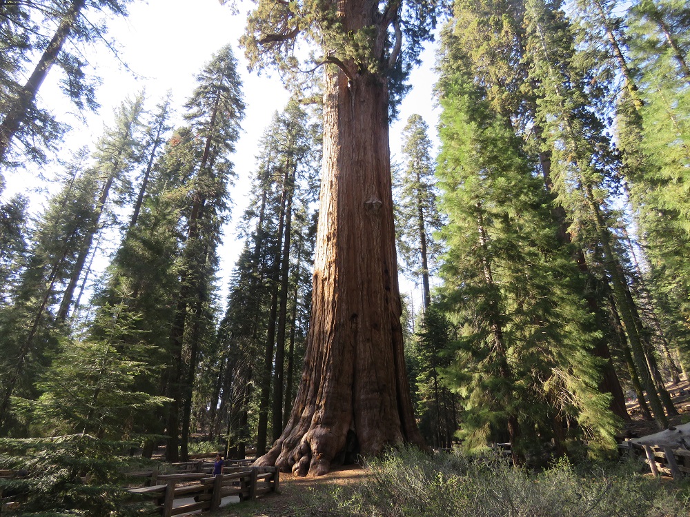 sequoianationalpark