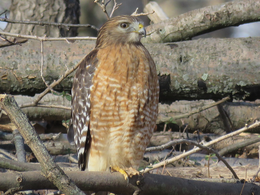 February Birding at the John J Audubon Center