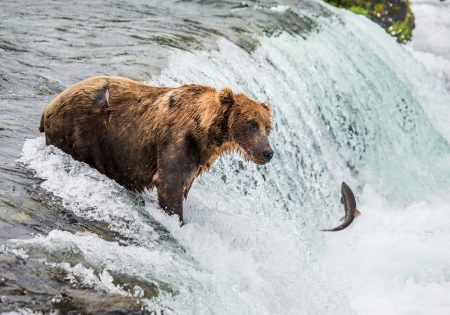 KATMAI BEAR CAMP visual data 4