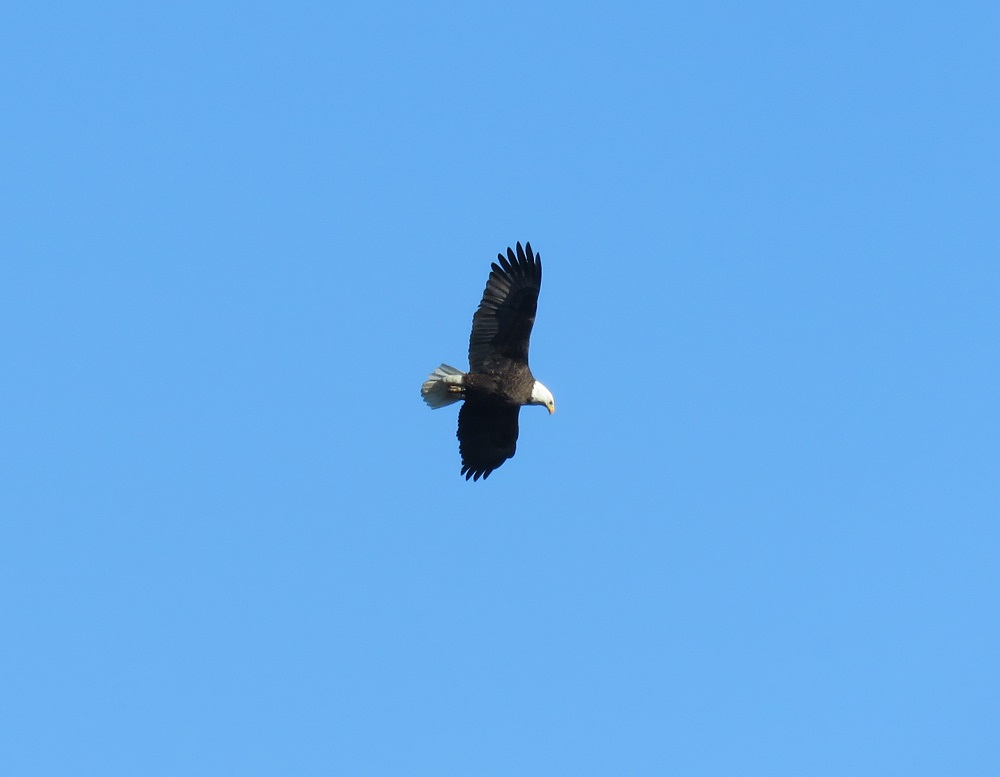 baldeagle