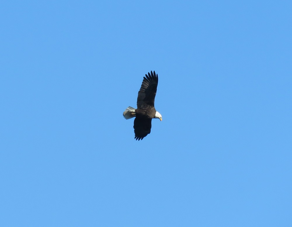 Bald Eagle, Northern Shoveler & More at John Heinz NWR