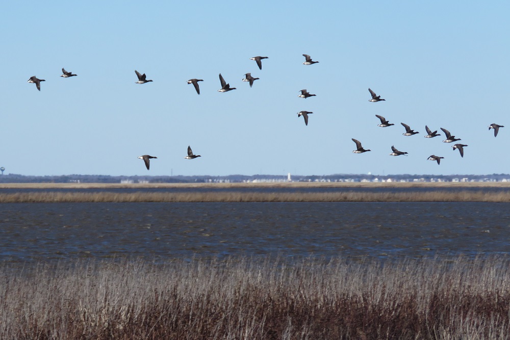 flyingwaterfowl