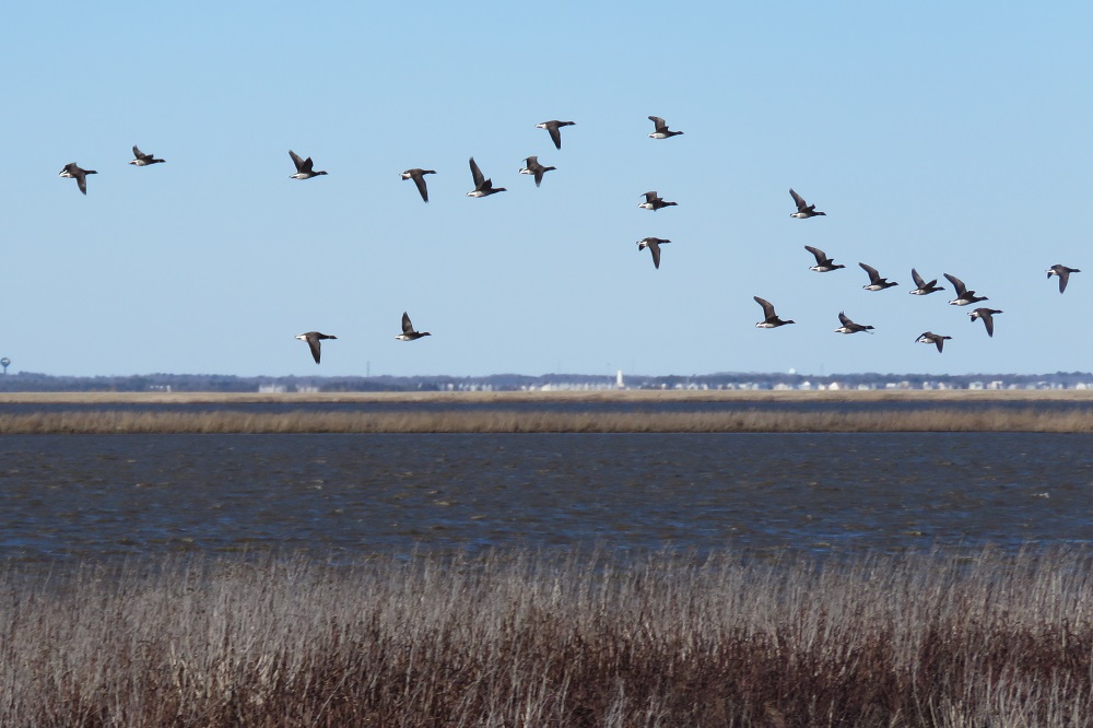 March Birding at Edwin B Forsythe National Wildlife Drive