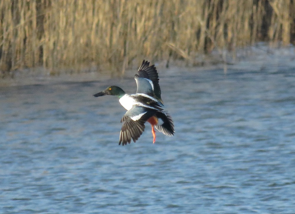 northernshoveler_flying