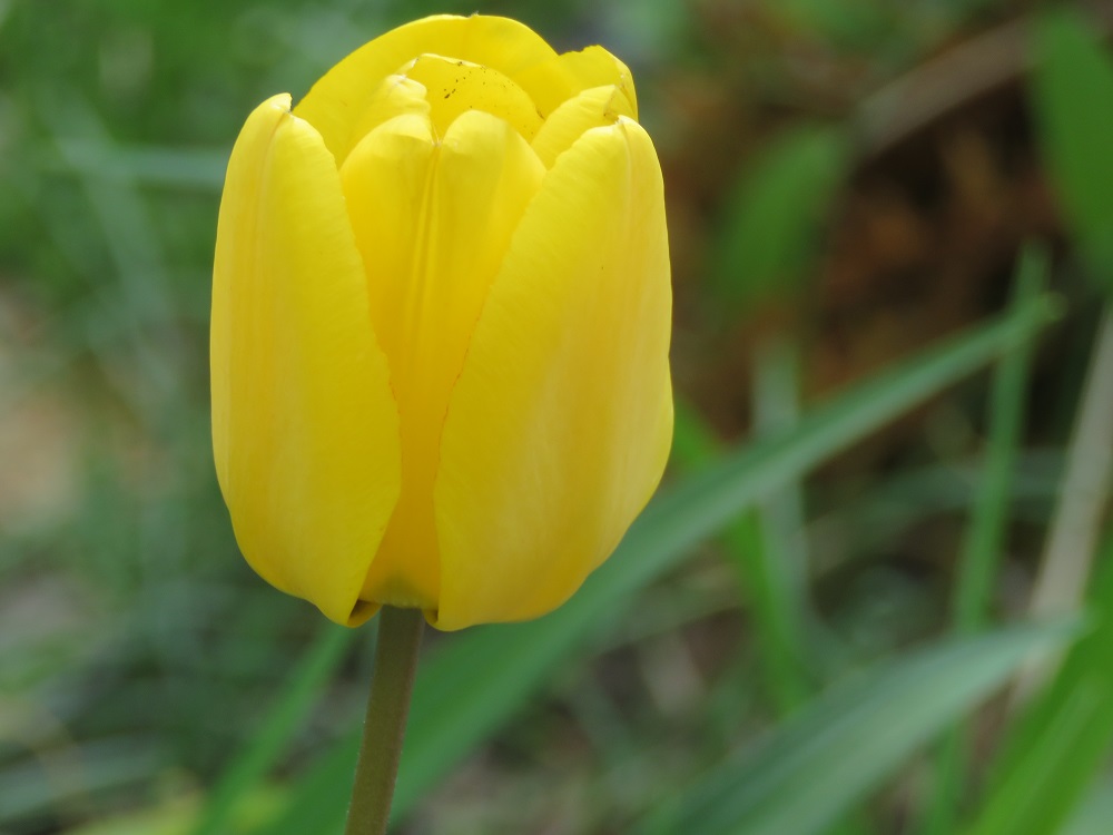 Backyard Birding During Social Distancing in April